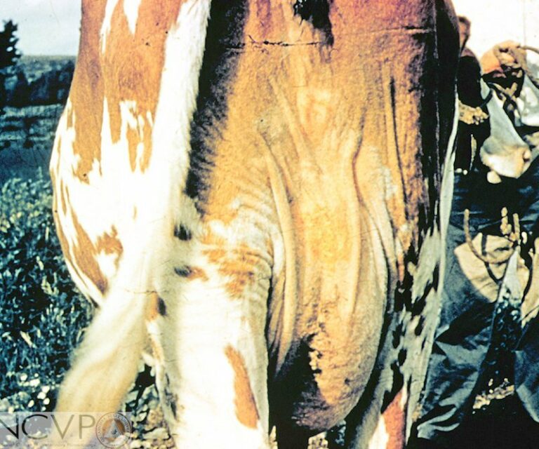 About mites, signs, impact and biology of mites LiceBoss