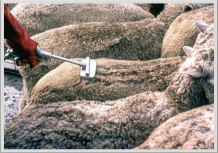 Treating Sheep for Lice LiceBoss